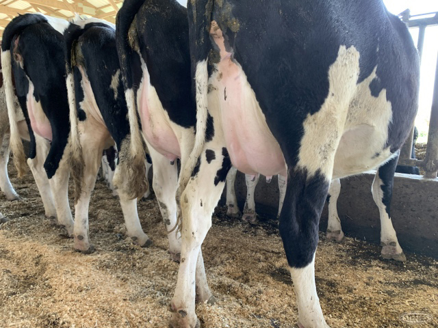 (20 Head) Holstein fresh or close up heifers